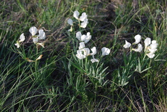Lathyrus pannonicus