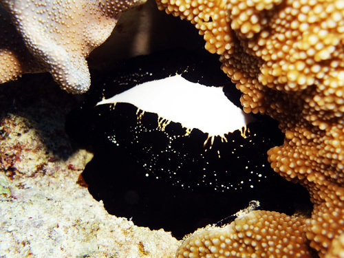 Common Egg Cowry