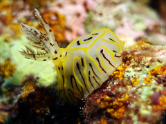 Halgerda willeyi