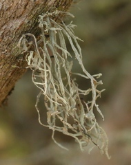 Ramalina leptocarpha