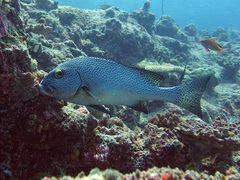 Plectorhinchinae