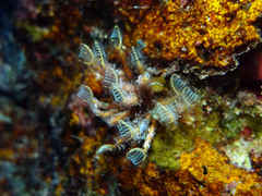 Clavelina detorta