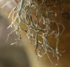 Ramalina leptocarpha