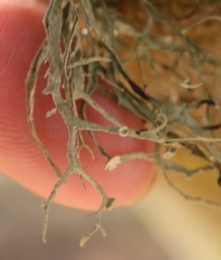 Ramalina leptocarpha