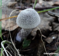 Cortinarius hemitrichus
