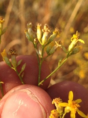 Gutierrezia californica
