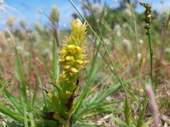 Pterygodium bicolorum