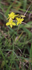 Cyanella lutea lutea