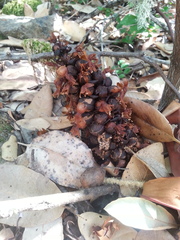 Kopsiopsis strobilacea