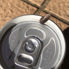 Perisphaerus pygmaeus