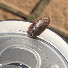 Perisphaerus pygmaeus