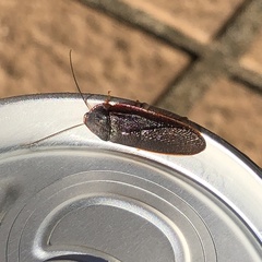 Perisphaerus pygmaeus