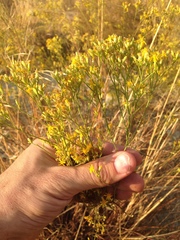 Gutierrezia californica