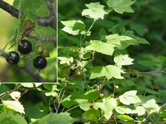 Ribes americanum