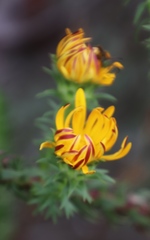 Oedera imbricata