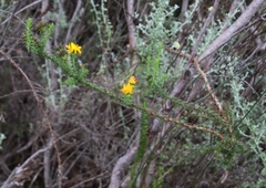 Oedera imbricata