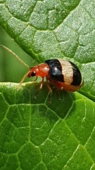 Monolepta melanogaster