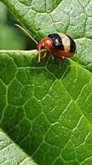 Monolepta melanogaster