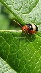 Monolepta melanogaster