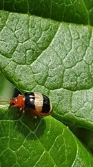 Monolepta melanogaster