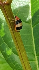 Monolepta melanogaster