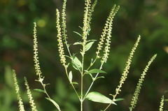 Ambrosia trifida trifida