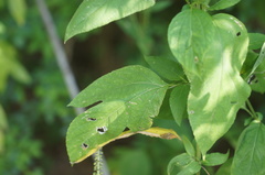 Ambrosia trifida trifida