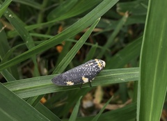 Ptyelus grossus
