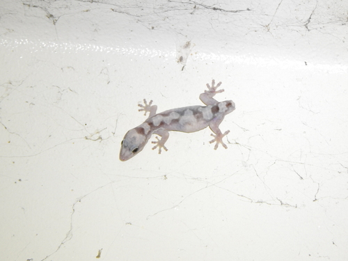 Robust Gecko, Amalosia robusta