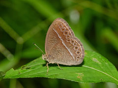 Mycalesis janardana
