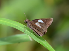 Notocrypta