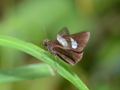 Notocrypta