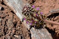 Ledebouria ovatifolia