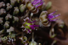 Ledebouria ovatifolia