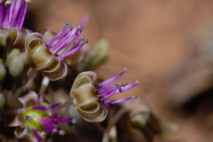 Ledebouria ovatifolia