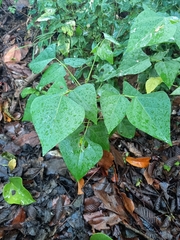 Erythrina poeppigiana