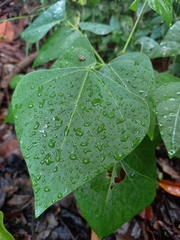 Erythrina poeppigiana