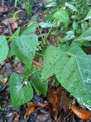 Erythrina poeppigiana