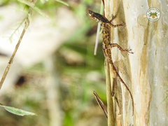 Anolis ortonii