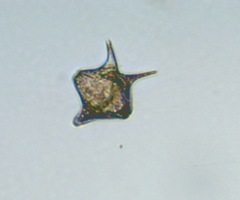 Protoperidinium oblongum