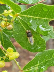 Dischizocera