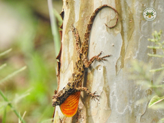 Anolis ortonii