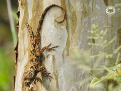 Anolis ortonii