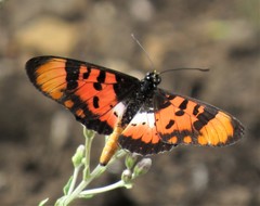 Acraea acara