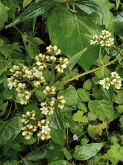 Patrinia scabiosifolia