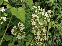 Patrinia scabiosifolia
