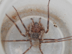 Selenops radiatus