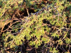 Juniperus communis hemisphaerica