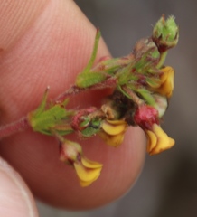 Hermannia joubertiana