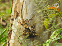 Anolis ortonii